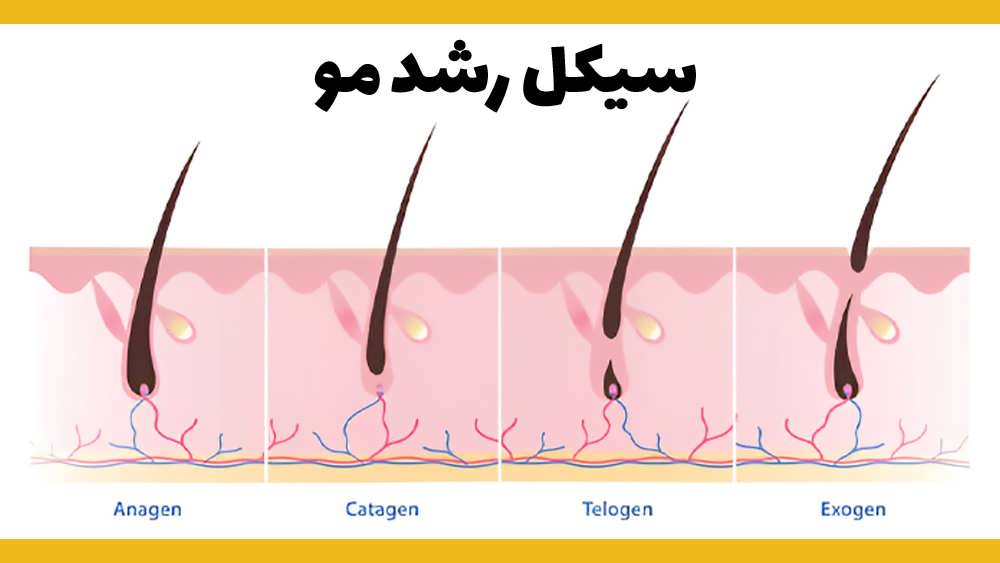 ۳ مرحله اصلی چرخه رشد مو (سیکل رشد مو)