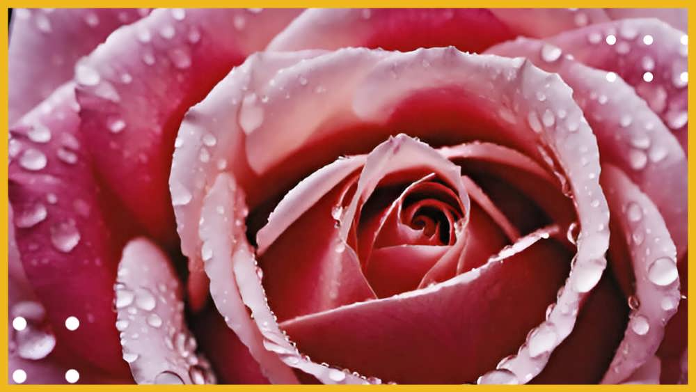 گلاب چگونه تهیه می شود؟