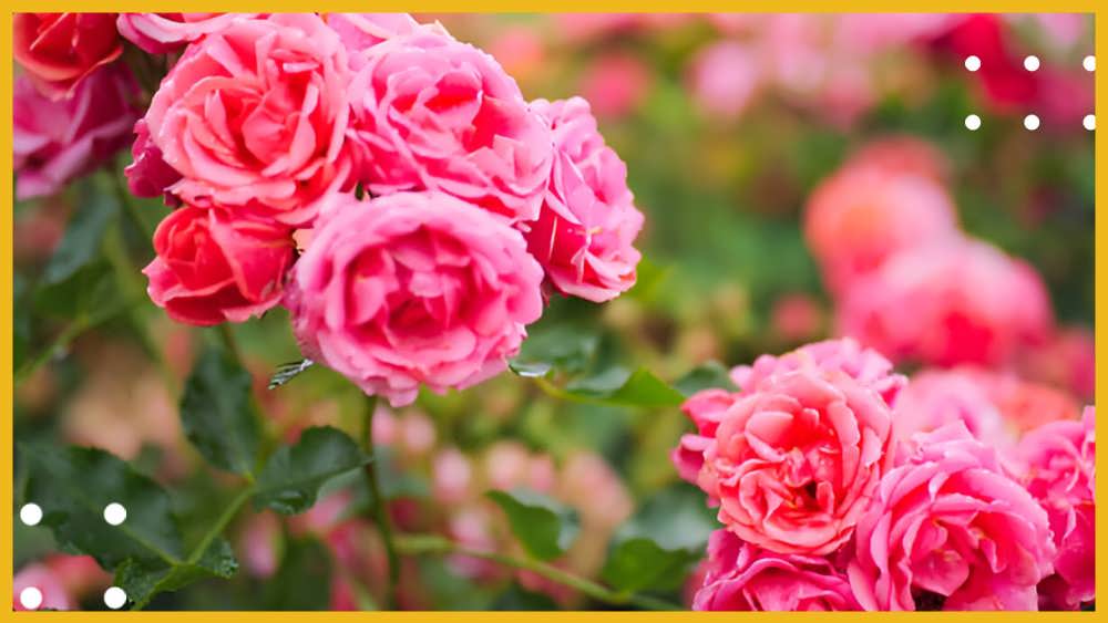 کدام گل ها برای تولید گلاب مناسب ترند؟